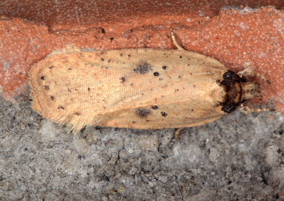 Elachistidae - Agonopterix subpropinquella